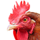 Illustration for article titled A Linguistic History of Cocks, Dicks, and Nuts